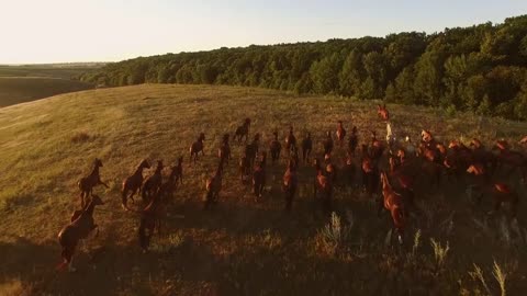 Horse herd is running. Aerial view of horserider. Boundlessness of freedom. Strength is unstoppable