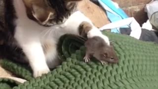 Brave Mouse or Cowardly Cat?
