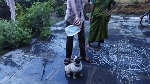 Cute dog Chocky playing with water