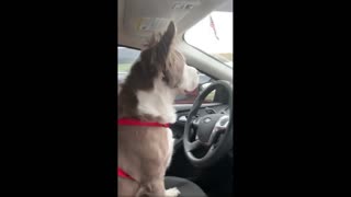 He Loves to Drive