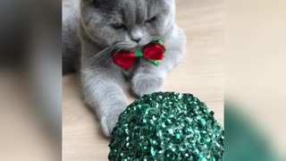 Grumby cat don't likes Christmas