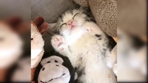 Cute cats playing funny