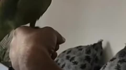 Hilarious dancing parrot loves to tap speack