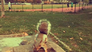 Cute Squirrel drinks from fountain in Astoria Park, NY