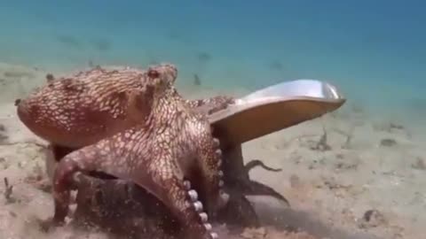 Hat octopus brother, hahahahaha!