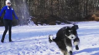 Black white dog jumps in the air to catch snow thrown by female owner