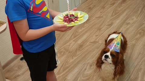 Birthday Celebration For Family Dog