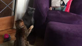 Slow Motion Cat Fight