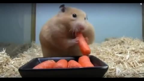 A very, very greedy hamster