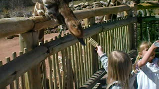 Cheyenne Mountain Zoo feeding Giraffes