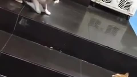 Perrito evita pelea entre dos gatos