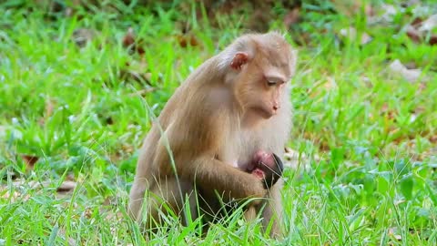 Monkey Rose and baby Rainbow