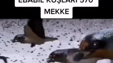 Allahuakber