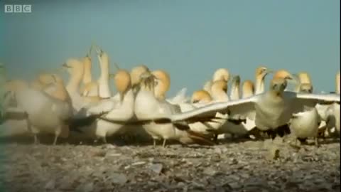 Epic Gannet Journeys | Animal Camera | BBC Earth