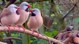 long tailed finches in bird aviary