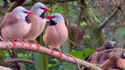 long tailed finches in bird aviary