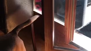 Beagle dog closes glass door at owner's request