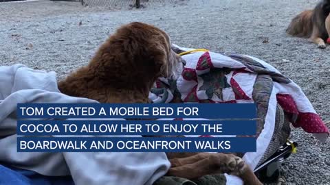 Construye una camita móvil para que su perrita anciana disfrute la brisa del mar por última vez