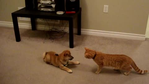 Shiba Inu Puppy Meeting Our Kitten For the First Time