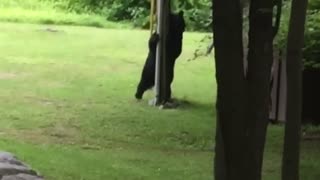 Bear Scratches Himself on Telephone Pole