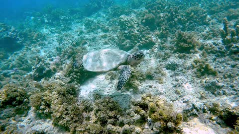 Snorkeler Swims with a Gentle Turtle