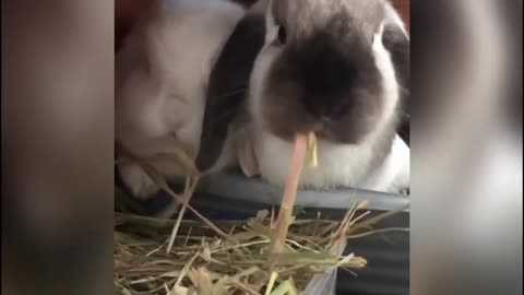Cute Bunnies | Rabbits | Funny | Cute Compilation