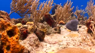2 Hours of Beautiful Coral Reef Fish, Relaxing Ocean Fish, & Stunning Aquarium Relax Music