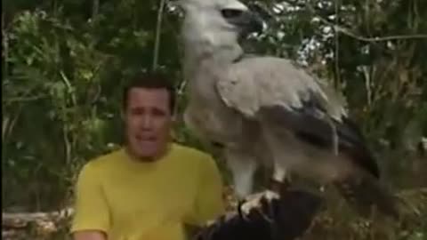 The Great Harpy Eagle