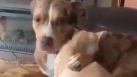 New funny pets videos | 2021 | animals | funny