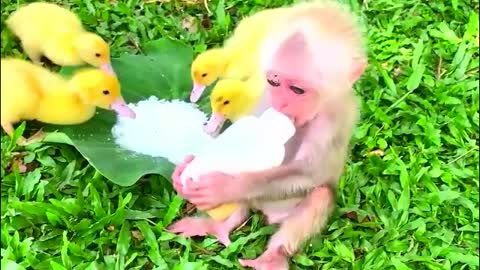 004 Lovely Baby monkey helps ducklings-MonkeyAnimals