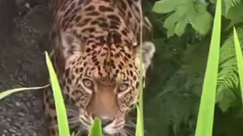 That's a big jaguar