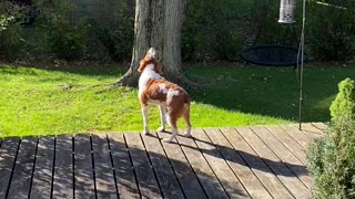 My dog howling at the tornado sirens during the monthly test