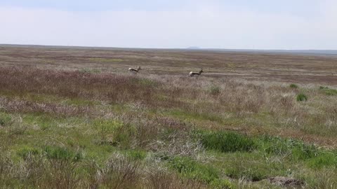 Antelope Encounter