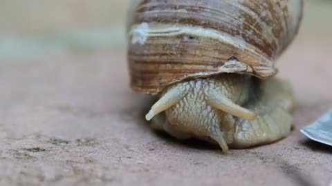 Snail burrowing in its burrow
