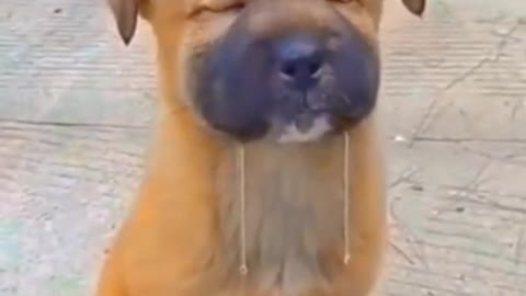 Animal funny videos 😝😝