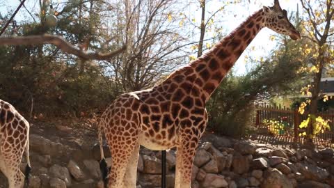 watching giraffes at the zoo