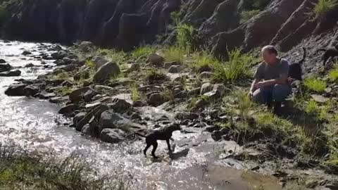 Three dogs cross brook one faceplant