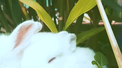 Funny and Cute Baby Bunny Rabbit Videos 2021