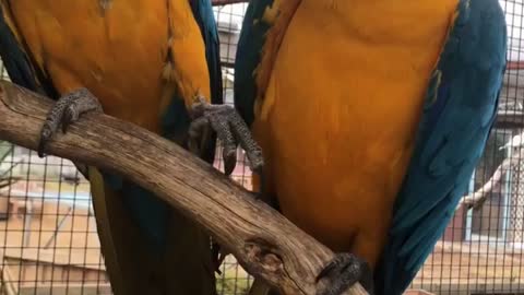 Sweet Macaw Partners Holding Hands