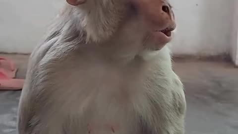 Funny and cute animal video 🤣🤣🤣