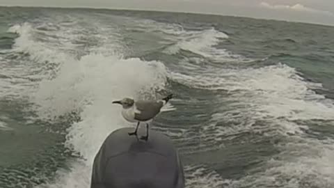 Seagull chills out on fast-moving boat