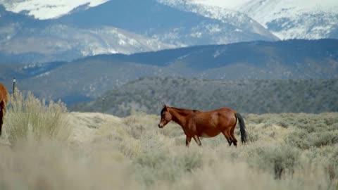 Wild Horses on Mountain Road, Slow Motion Cinematic