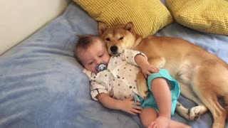 Shiba Inu preciously cuddles baby best friend