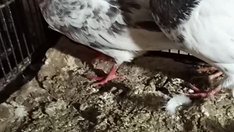 Tadi pigeons video birds
