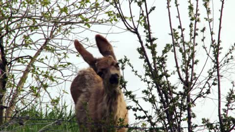 A deer eating leafs from a bush