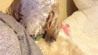 White dog howls with grey shirt owner