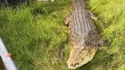 huge crocodile being fed