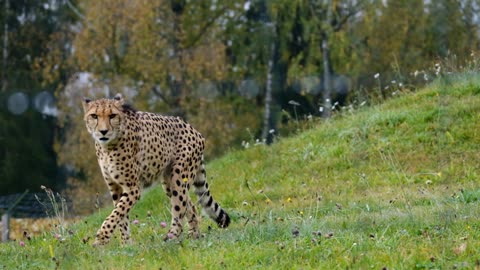 Wow amazing big cat cheetah is live