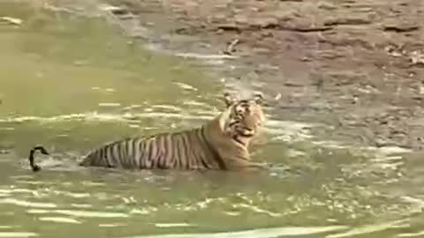 Fearless tiger shooting