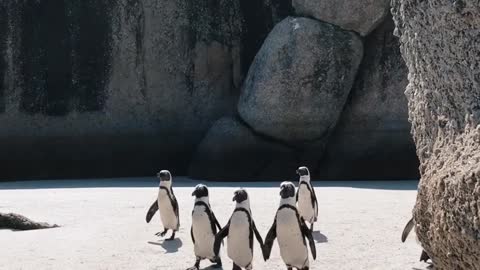 funny penguins 1